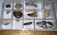 Load image into Gallery viewer, Beginner Collection of 12 labeled Fossils in a clear case. Includes Mosasaur Tooth, Dinosaur Bone Fragment, Mastodon Molar Fragment and more!
