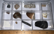 Load image into Gallery viewer, Beginner Collection of 12 labeled Fossils in a clear case. Includes Mosasaur Tooth, Dinosaur Bone Fragment, Mastodon Molar Fragment and more!
