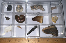 Load image into Gallery viewer, Beginner Collection of 12 labeled Fossils in a clear case. Includes Mosasaur Tooth, Dinosaur Bone Fragment, Mastodon Molar Fragment and more!
