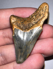 Load image into Gallery viewer, Large Parotodus Benedeni Fossil Shark Tooth 2.05 Inches! Not Repaired!
