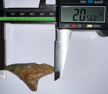 Load image into Gallery viewer, Large Parotodus Benedeni Fossil Shark Tooth 2.05 Inches! Not Repaired!
