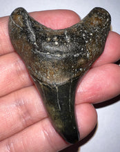 Load image into Gallery viewer, Large Parotodus Benedeni Fossil Shark Tooth 2.45 Inches! Not Repaired!
