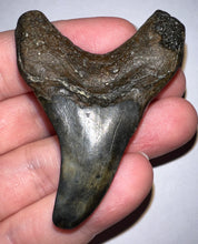 Load image into Gallery viewer, Large Parotodus Benedeni Fossil Shark Tooth 2.45 Inches! Not Repaired!
