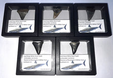 Load image into Gallery viewer, Framed Fossil Great White Shark Teeth with info card One Per Order
