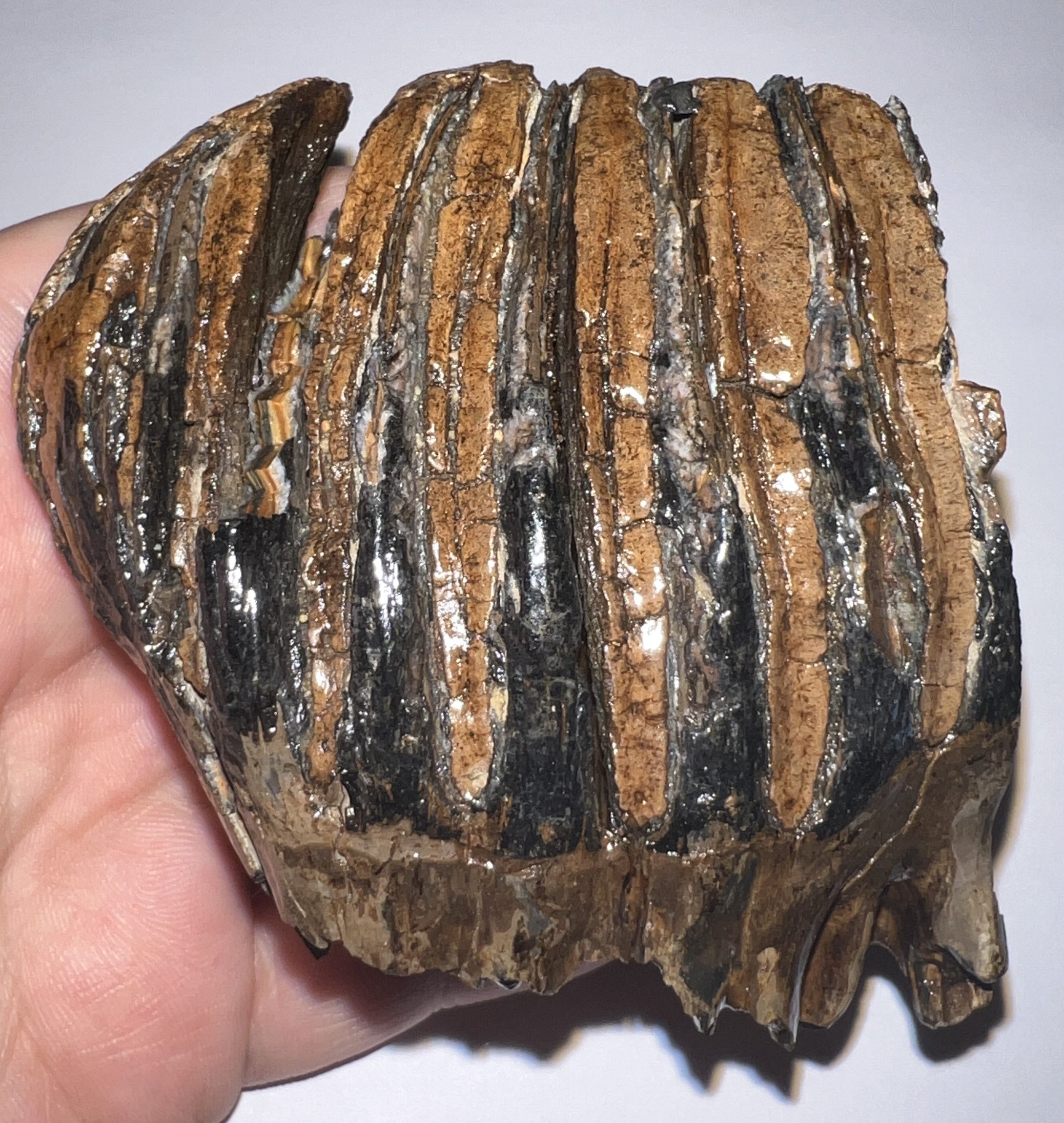 Ice Age Juvenile Woolly Mammoth Molar 2.72 Inches from Siberia