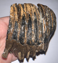 Load image into Gallery viewer, Ice Age Juvenile Woolly Mammoth Molar 2.72 Inches from Siberia
