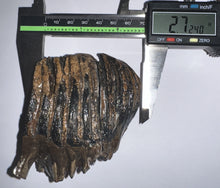 Load image into Gallery viewer, Ice Age Juvenile Woolly Mammoth Molar 2.72 Inches from Siberia
