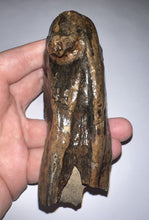 Load image into Gallery viewer, Ice Age Juvenile Woolly Mammoth Molar 3 Inches from Siberia
