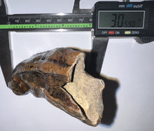 Load image into Gallery viewer, Ice Age Juvenile Woolly Mammoth Molar 3 Inches from Siberia
