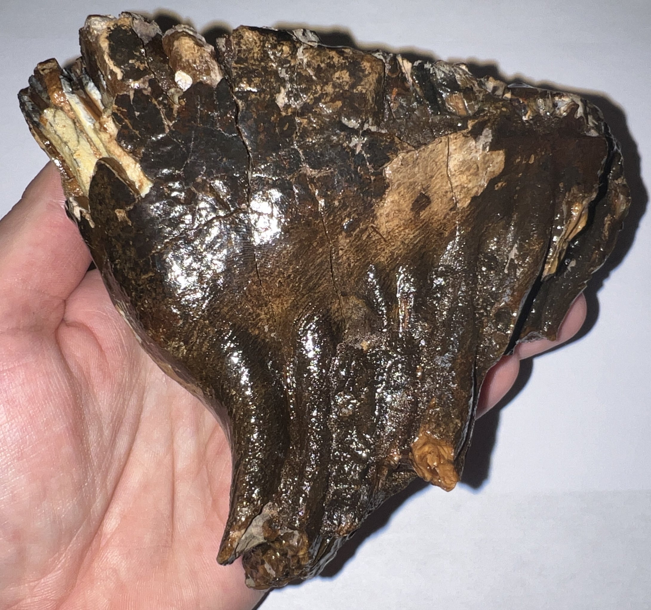 Ice Age Woolly Mammoth Molar 4.9 Inches from Siberia