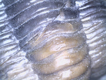 Load image into Gallery viewer, GEM Super Rare Diademaproetus Fossil Trilobite 1.5 Inches
