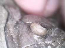 Load image into Gallery viewer, GEM Super Rare Diademaproetus Fossil Trilobite 1.5 Inches
