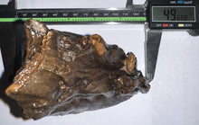 Load image into Gallery viewer, Ice Age Woolly Mammoth Molar 4.9 Inches from Siberia
