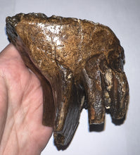 Load image into Gallery viewer, Ice Age Juvenile Woolly Mammoth Molar 3.6 Inches from Siberia
