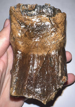 Load image into Gallery viewer, Ice Age Juvenile Woolly Mammoth Molar 3.6 Inches from Siberia
