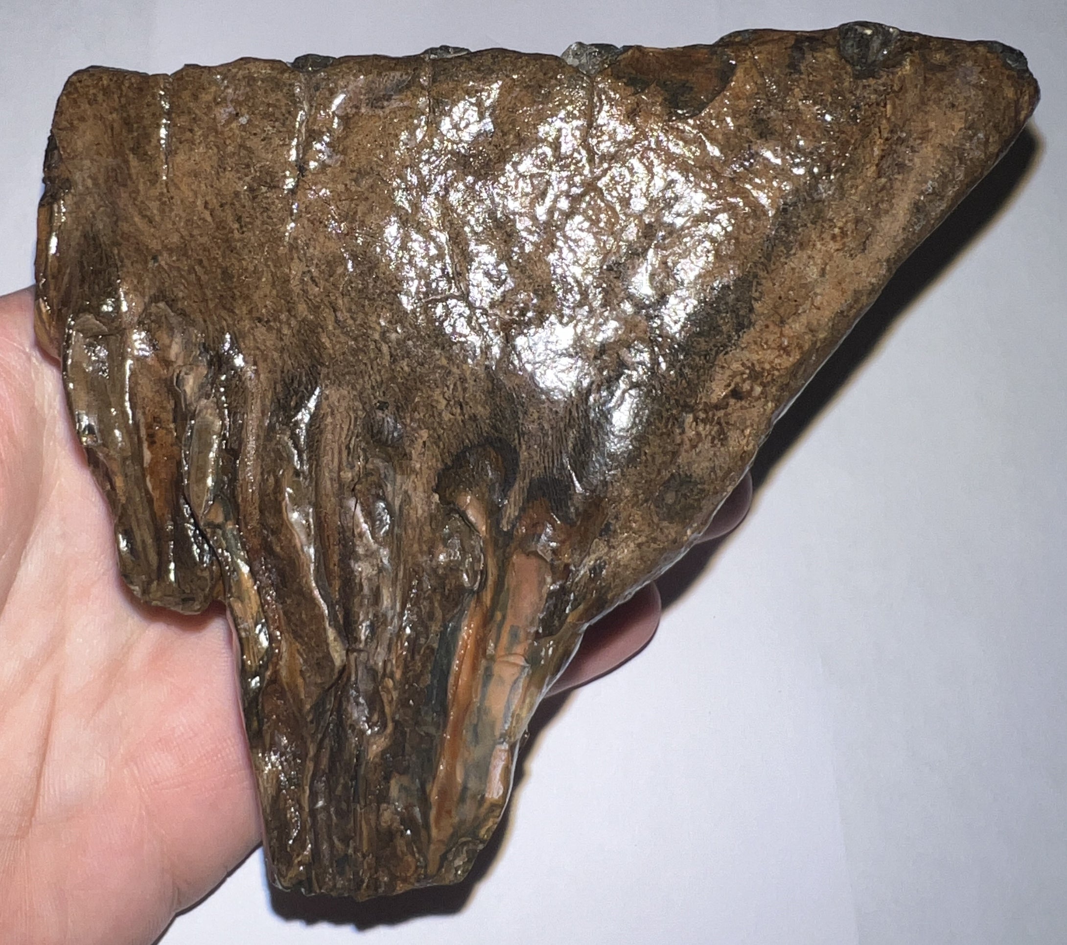Ice Age Woolly Mammoth Molar 4.7 Inches from Siberia