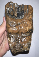 Load image into Gallery viewer, Ice Age Woolly Mammoth Molar 4.7 Inches from Siberia
