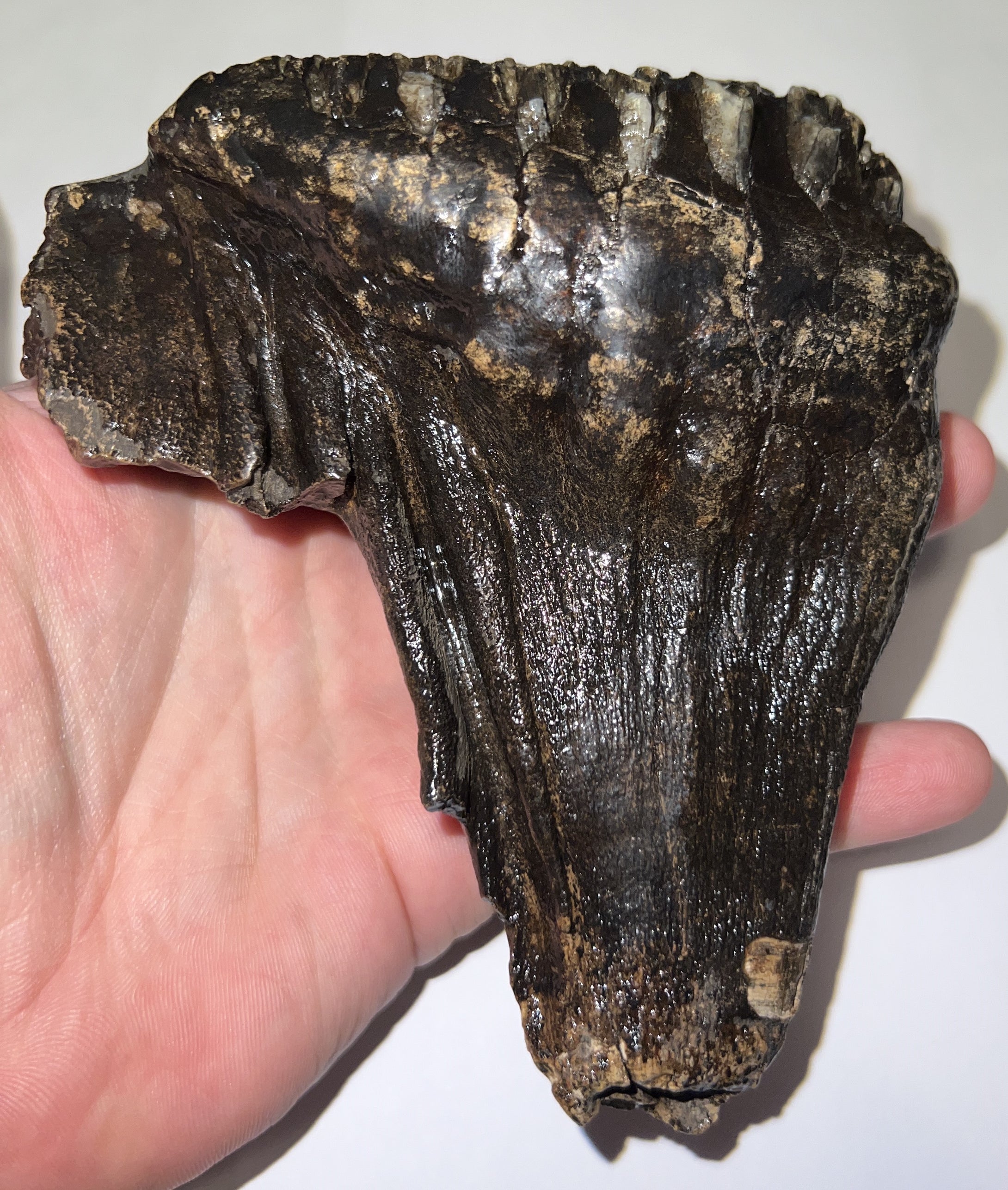 Ice Age Woolly Mammoth Molar 4.98 Inches from Siberia