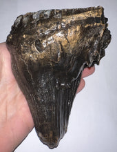 Load image into Gallery viewer, Ice Age Woolly Mammoth Molar 4.98 Inches from Siberia
