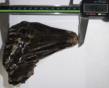 Load image into Gallery viewer, Ice Age Woolly Mammoth Molar 4.98 Inches from Siberia
