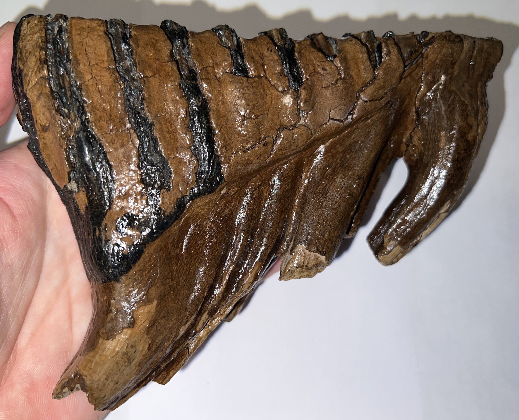 Ice Age Woolly Mammoth Molar 6 Inches from Siberia
