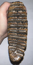 Load image into Gallery viewer, Ice Age Woolly Mammoth Molar 6 Inches from Siberia
