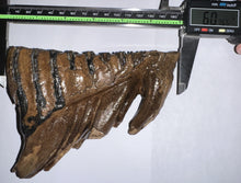 Load image into Gallery viewer, Ice Age Woolly Mammoth Molar 6 Inches from Siberia
