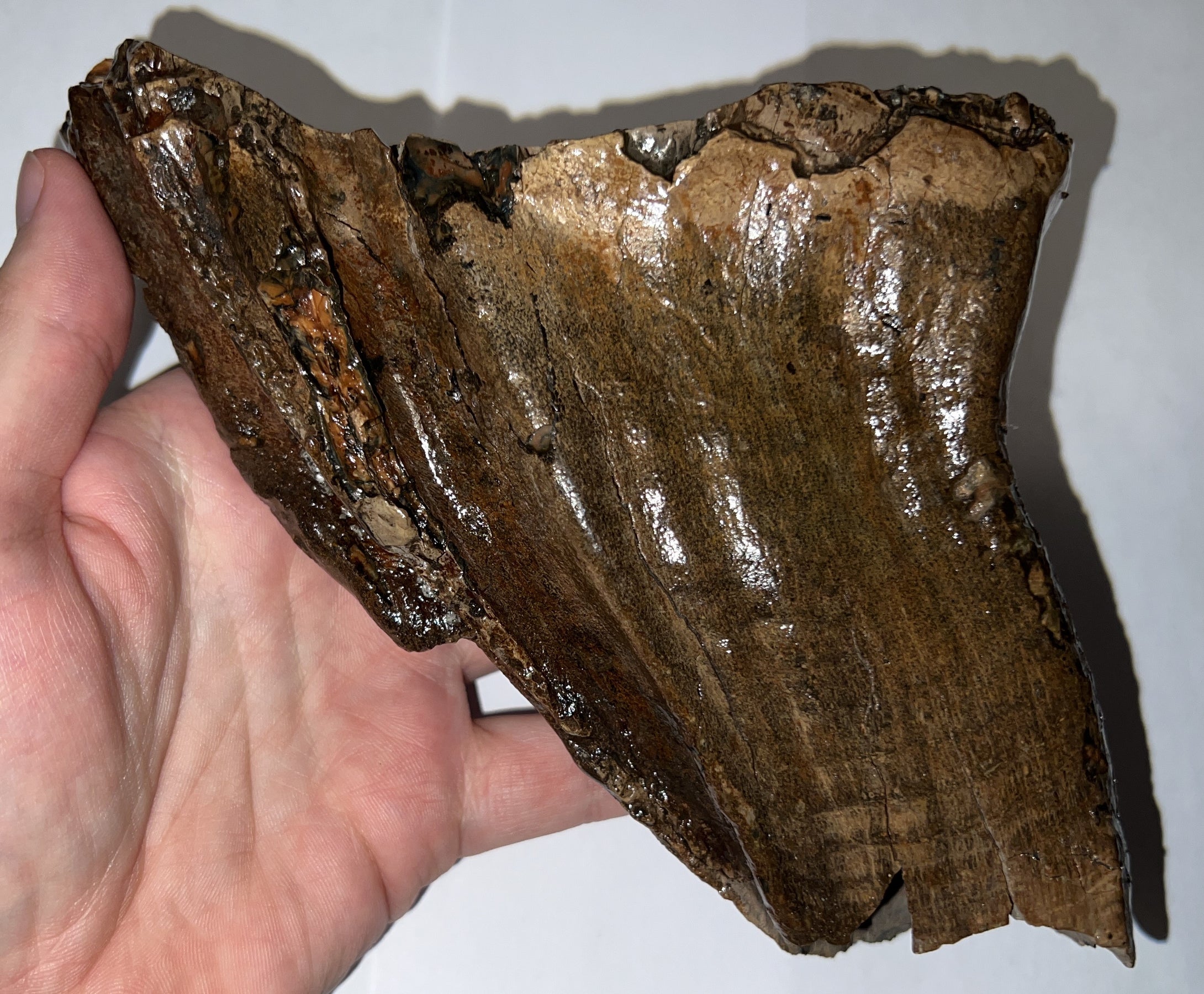 Ice Age Woolly Mammoth Molar 6.2 Inches from Siberia