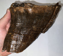 Load image into Gallery viewer, Ice Age Woolly Mammoth Molar 6.2 Inches from Siberia
