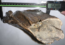 Load image into Gallery viewer, Ice Age Woolly Mammoth Molar 6.2 Inches from Siberia
