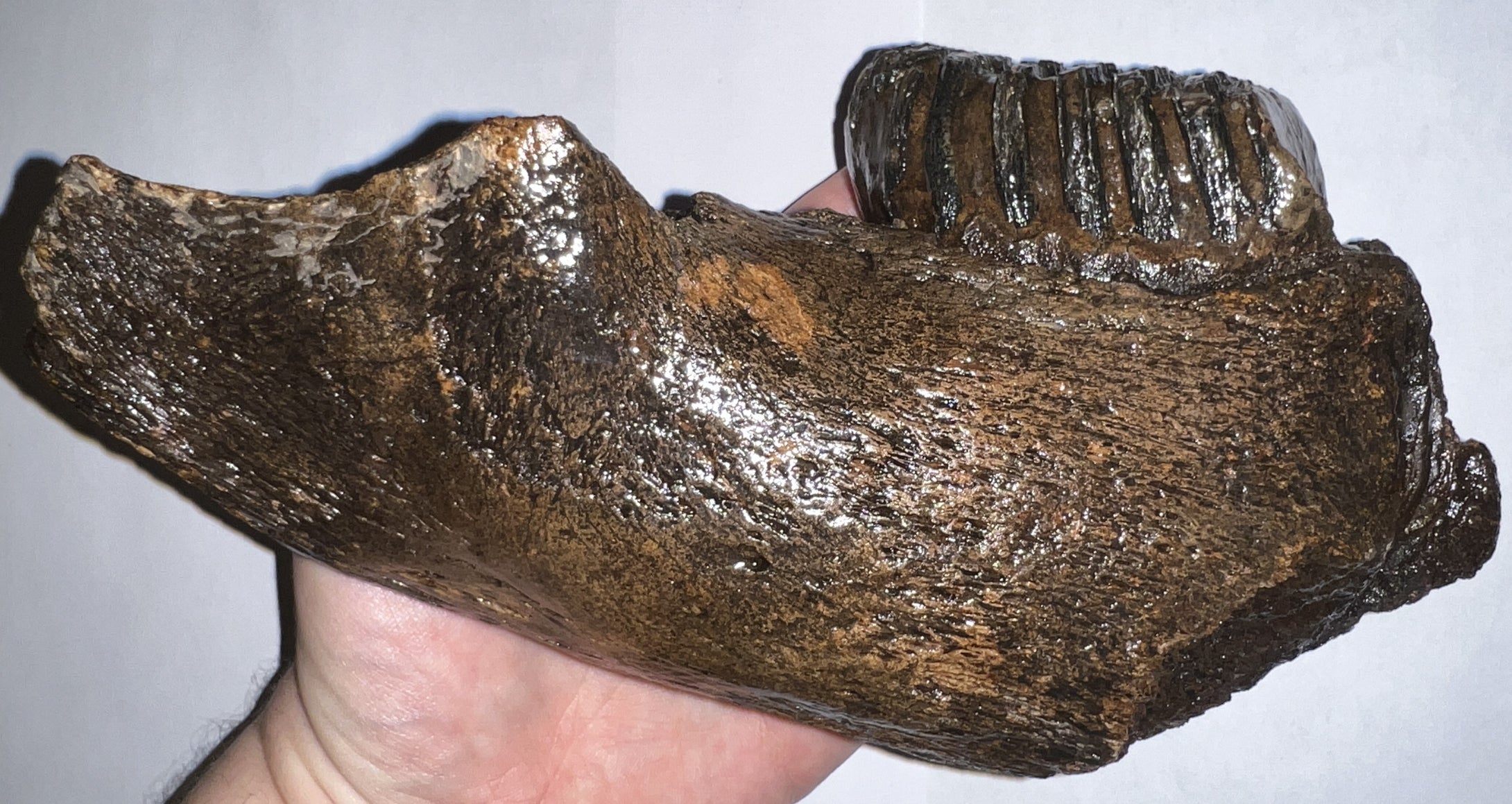 Ice Age Juvenile Woolly Mammoth Jaw with Molar from Siberia 8.6 Inches