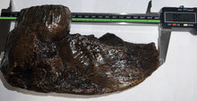Load image into Gallery viewer, Ice Age Juvenile Woolly Mammoth Jaw with Molar from Siberia 8.6 Inches
