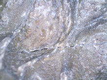 Load image into Gallery viewer, Huge Rare Crotalocephalus Fossil Trilobite 3+ Inches
