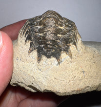 Load image into Gallery viewer, Huge Rare Crotalocephalus Fossil Trilobite 3+ Inches
