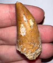 Load image into Gallery viewer, Carcharodontosaur Fossil Tooth 1.54 Inches No Repair
