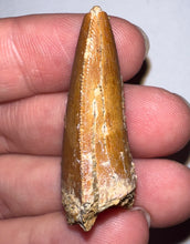 Load image into Gallery viewer, Carcharodontosaur Fossil Tooth 1.54 Inches No Repair
