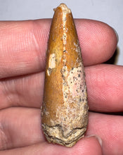 Load image into Gallery viewer, Carcharodontosaur Fossil Tooth 1.54 Inches No Repair
