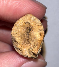 Load image into Gallery viewer, Carcharodontosaur Fossil Tooth 1.54 Inches No Repair
