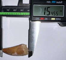 Load image into Gallery viewer, Carcharodontosaur Fossil Tooth 1.54 Inches No Repair
