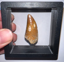 Load image into Gallery viewer, Carcharodontosaur Fossil Tooth 1.54 Inches No Repair
