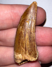 Load image into Gallery viewer, Carcharodontosaur Fossil Tooth 1.59 Inches No Repair
