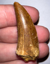 Load image into Gallery viewer, Carcharodontosaur Fossil Tooth 1.59 Inches No Repair
