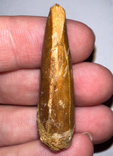 Load image into Gallery viewer, Carcharodontosaur Fossil Tooth 1.59 Inches No Repair

