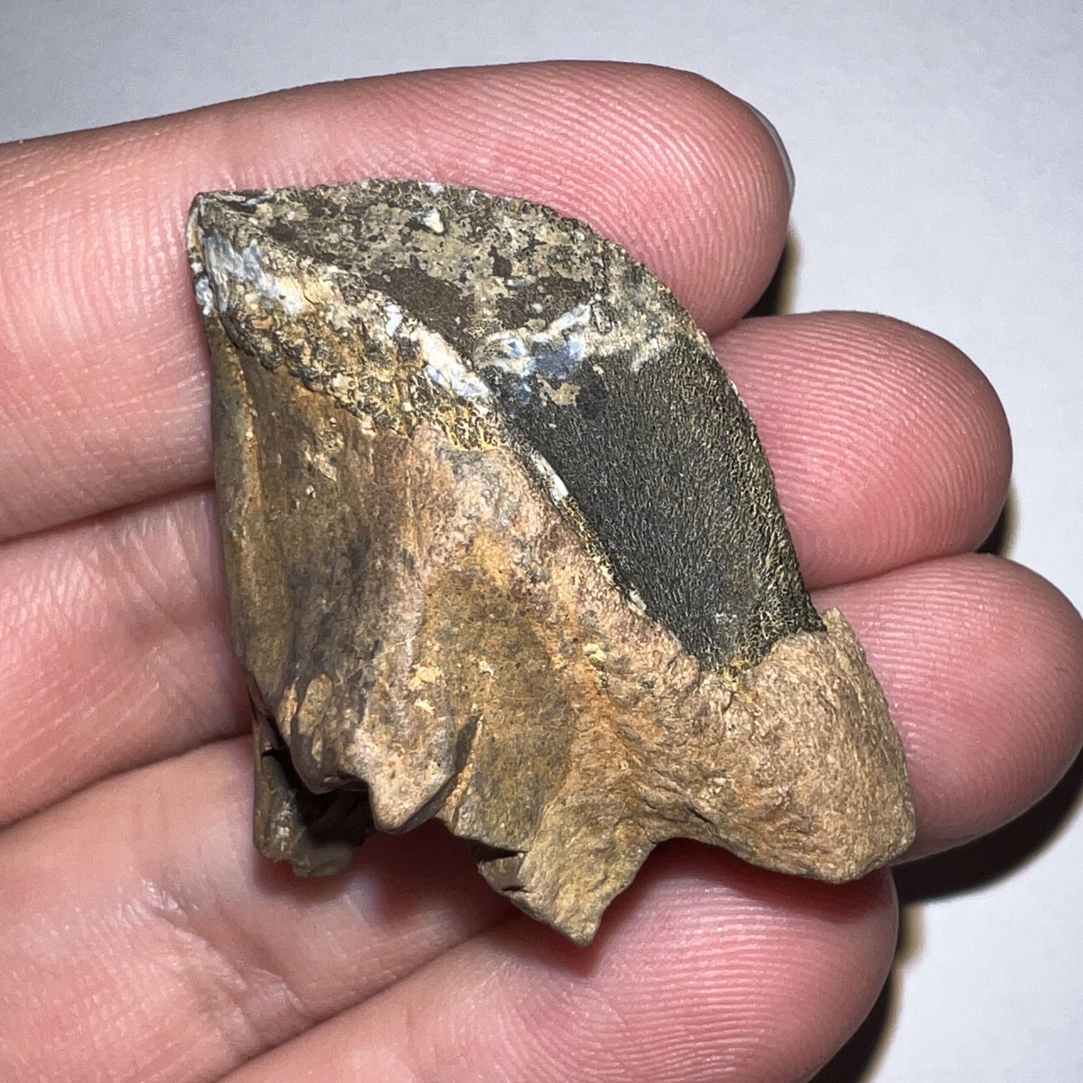 Gem Huge Triceratops type Ceratopsian Tooth with Full Crown and Partial Root 1.66 Inches Hell Creek Montana