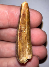 Load image into Gallery viewer, Carcharodontosaur Fossil Tooth 1.59 Inches No Repair
