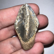 Load image into Gallery viewer, Gem Huge Triceratops type Ceratopsian Tooth with Full Crown and Partial Root 1.66 Inches Hell Creek Montana
