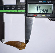 Load image into Gallery viewer, Carcharodontosaur Fossil Tooth 1.59 Inches No Repair

