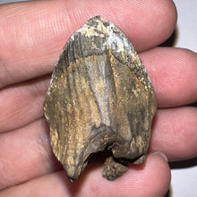 Load image into Gallery viewer, Gem Huge Triceratops type Ceratopsian Tooth with Full Crown and Partial Root 1.66 Inches Hell Creek Montana
