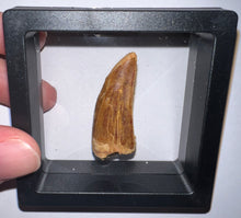 Load image into Gallery viewer, Carcharodontosaur Fossil Tooth 1.59 Inches No Repair
