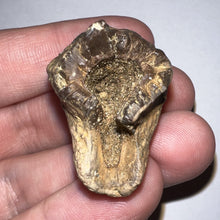 Load image into Gallery viewer, Gem Huge Triceratops type Ceratopsian Tooth with Full Crown and Partial Root 1.66 Inches Hell Creek Montana
